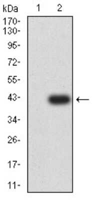 Western Blot: BCL-W/BCL2L2 Antibody (4G12E6) [NBP2-61706] - Analysis using BCL2L2 mAb against HEK293 (1) and BCL2L2 (AA: 6-118)-hIgGFc transfected HEK293 (2) cell lysate.