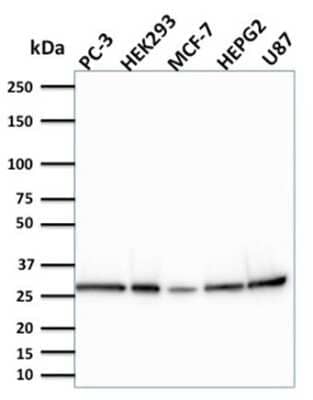 Western Blot: BCL-W/BCL2L2 Antibody (CPTC-BCL2L2-2) [NBP3-07456] - Western Blot Analysis of PC-3, HEK293, MCF-7, HEPG2 and U87 cells using BCL-W/BCL2L2 Mouse Monoclonal Antibody (CPTC-BCL2L2-2).