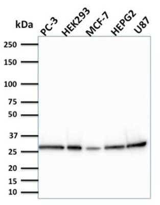 Western Blot: BCL-W/BCL2L2 Antibody (CPTC-BCL2L2-2) [NBP3-08778] - Western Blot Analysis of PC-3, HEK293, MCF-7, HEPG2 and U87 cells using BCL-W/BCL2L2 Mouse Monoclonal Antibody (CPTC-BCL2L2-2).