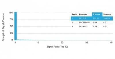 Protein Array: BCL-W/BCL2L2 Antibody (PCRP-BCL2L2-1A4) - Azide and BSA Free [NBP3-14166] - Analysis of Protein Array containing more than 19,000 full-length human proteins using BCL-W/BCL2L2 Antibody (PCRP-BCL2L2-1A4).