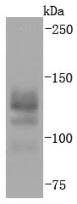 Western Blot: BCL11B Antibody (JF09-90) [NBP2-67181] - Analysis of Ctip2 on THP-1 cells lysates using anti-Ctip2 antibody at 1/1,000 dilution.