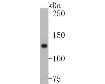Western Blot: BCL11B Antibody (JF09-90) [NBP2-67181] - Analysis of BCL11B on LO2 cell lysates. Proteins were transferred to a PVDF membrane and blocked with 5% BSA in PBS for 1 hour at room temperature. The primary antibody (1/500) was used in 5% BSA at room temperature for 2 hours. Goat Anti-Rabbit IgG - HRP Secondary Antibody at 1:200,000 dilution was used for 1 hour at room temperature.