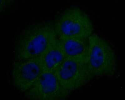 Immunocytochemistry/Immunofluorescence: BCL2L12 Antibody (JE51-66) [NBP2-80451] - Staining of BCL2L12 in A431 cells (green). Formalin fixed cells were permeabilized with 0.1% Triton X-100 in TBS for 10 minutes at room temperature and blocked with 1% Blocker BSA for 15 minutes at room temperature. Cells were probed with the primary antibody (ET7110-02, 1/100) for 1 hour at room temperature, washed with PBS. Alexa Fluor488 Goat anti-Rabbit IgG was used as the secondary antibody at 1/1,000 dilution. The nuclear counter stain is DAPI (blue).