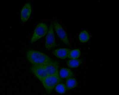 Immunocytochemistry/Immunofluorescence: BCL2L12 Antibody (JE51-66) [NBP2-80451] - Staining of BCL2L12 in SW620 cells (green). Formalin fixed cells were permeabilized with 0.1% Triton X-100 in TBS for 10 minutes at room temperature and blocked with 1% Blocker BSA for 15 minutes at room temperature. Cells were probed with the primary antibody (ET7110-02, 1/50) for 1 hour at room temperature, washed with PBS. Alexa Fluor488 Goat anti-Rabbit IgG was used as the secondary antibody at 1/1,000 dilution. The nuclear counter stain is DAPI (blue).