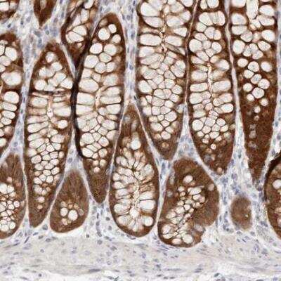 Immunohistochemistry-Paraffin: BCL2L15 Antibody [NBP1-90767] - staining of human colon shows strong cytoplasmic positivity in glandular cells.