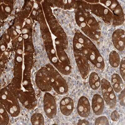 Immunohistochemistry-Paraffin: BCL2L15 Antibody [NBP1-90767] - Staining of human duodenum shows high expression.