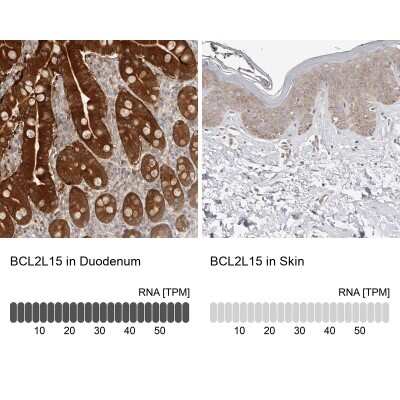 <b>Orthogonal Strategies Validation. </b>Immunohistochemistry-Paraffin: BCL2L15 Antibody [NBP1-90767] - Staining in human duodenum and skin tissues using anti-BCL2L15 antibody. Corresponding BCL2L15 RNA-seq data are presented for the same tissues.