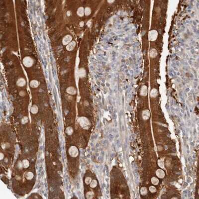 Immunohistochemistry-Paraffin: BCL2L15 Antibody [NBP1-90767] - Staining of human duodenum shows strong cytoplasmic positivity in glandular cells.