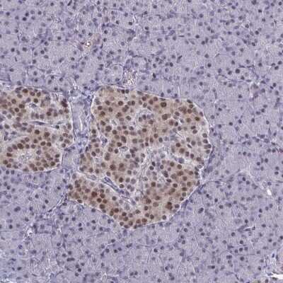 Immunohistochemistry-Paraffin: BCL7B Antibody [NBP2-34097] - Staining of human pancreas shows moderate nuclear positivity in islets of Langerhans.