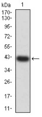 Western Blot: BCL9-2 Antibody (3B9C1) [NBP2-61823] - Analysis using BCL9L mAb against human BCL9L (AA: 606-751) recombinant protein. (Expected MW is 41.9 kDa)