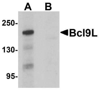 Western Blot BCL9-2 Antibody - BSA Free