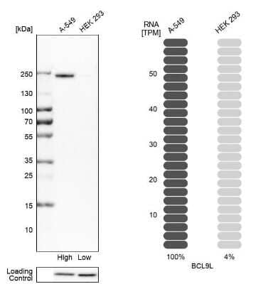 Western Blot BCL9-2 Antibody