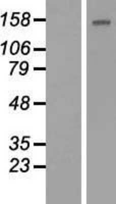 Western Blot: BCL9L Overexpression Lysate (Adult Normal) [NBP2-04846] Left-Empty vector transfected control cell lysate (HEK293 cell lysate); Right -Over-expression Lysate for BCL9L.