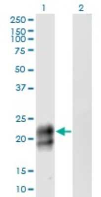 Western Blot: BCMA/TNFRSF17 Antibody (3H6) [H00000608-M06] - Analysis of TNFRSF17 expression in transfected 293T cell line by TNFRSF17 monoclonal antibody (M06), clone 3H6. Lane 1: TNFRSF17 transfected lysatE (20.1 KDa). Lane 2: Non-transfected lysate.