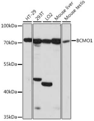 Western Blot BCMO1 Antibody - Azide and BSA Free