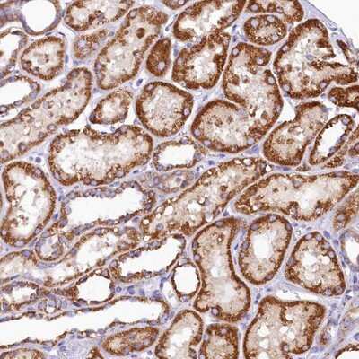 Immunohistochemistry-Paraffin BCO2 Antibody - BSA Free