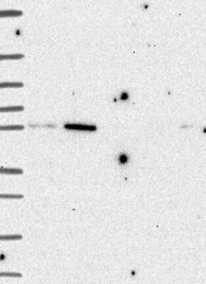 Western Blot BCO2 Antibody