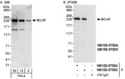 Western Blot: BCOR Antibody [NB100-87005] - Detection of Human BCoR on HeLa whole cell lysate using NB100-87005. BCoR was also  immunoprecipitated by rabbit anti-BCoR antibody NB100-87004.