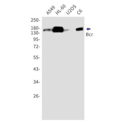 Western Blot: BCR Antibody (S02-6I0) [NBP3-15006] - Western blot detection of BCR in A549, HL-60, U2OS, C6 cell lysates using BCR Rabbit mAb (1:1000 diluted). Predicted band size: 143kDa. Observed band size: 160kDa.