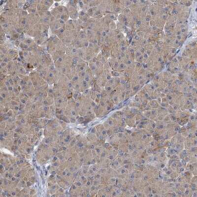 Immunohistochemistry-Paraffin: BCS1L Antibody [NBP1-88678] - Staining of human pancreas shows low expression as expected.