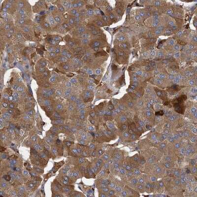 Immunohistochemistry-Paraffin: BCS1L Antibody [NBP1-88678] - Staining of human parathyroid gland shows high expression.