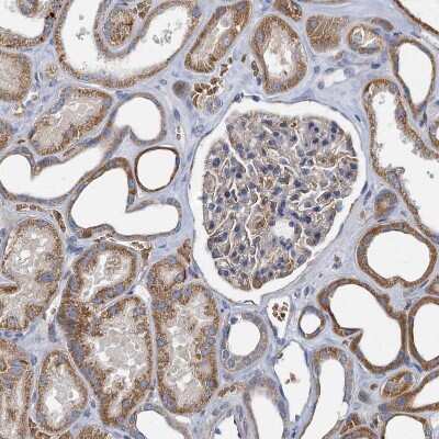 Immunohistochemistry-Paraffin: BCS1L Antibody [NBP1-88678] - Staining of human kidney shows moderate granular cytoplasmic positivity in cells in tubules.