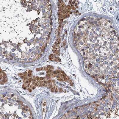 Immunohistochemistry-Paraffin: BCS1L Antibody [NBP1-88678] - Staining of human testis shows strong granular cytoplasmic positivity in Leydig cells.