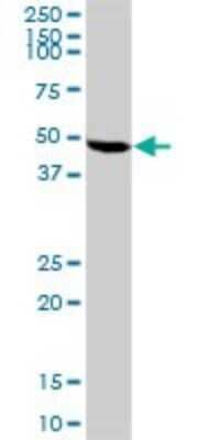 Western Blot: BCS1L Antibody [H00000617-D01P] - Analysis of BCS1L expression in mouse spleen.