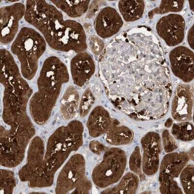 Immunohistochemistry-Paraffin: BDH2 Antibody [NBP1-85218] - Staining of human kidney shows high expression.