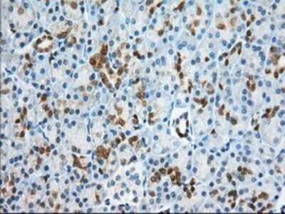 Immunohistochemistry: BDH2 Antibody (OTI2G1) - Azide and BSA Free [NBP2-72067] - Staining of paraffin-embedded Human pancreas tissue using anti-BDH2 mouse monoclonal antibody.