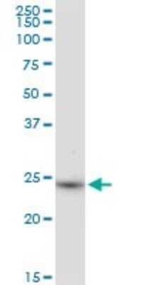 Western Blot: BDH2 Antibody [H00056898-B01P] - Analysis of BDH2 expression in HepG2.