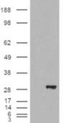 Western Blot: BDH2 Antibody [NB100-93379] - HEK293 overexpressing BDH2 and probed (mock transfection in first lane).