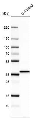 Western Blot: BDNF Antibody [NBP2-55052] - Analysis in human cell line U-138MG.