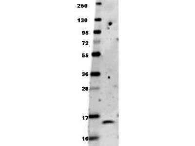 Western Blot: BDNF Antibody - Detection of recombinant human BDNF raised in E.coli.