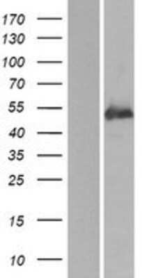 Western Blot BDP1 Overexpression Lysate