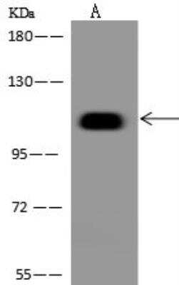 Western Blot BEND3 Antibody - BSA Free