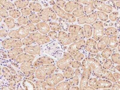 Immunohistochemistry-Paraffin: BEND7 Antibody [NBP3-06262] - Immunochemical staining of human BEND7 in human kidney with rabbit polyclonal antibody at 1:100 dilution, formalin-fixed paraffin embedded sections.