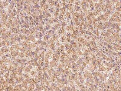 Immunohistochemistry-Paraffin: BEND7 Antibody [NBP3-06262] - Immunochemical staining of human BEND7 in human liver with rabbit polyclonal antibody at 1:100 dilution, formalin-fixed paraffin embedded sections.
