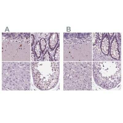 Immunohistochemistry-Paraffin: BHLHB5 Antibody [NBP2-39085] - Staining of human cerebellum, colon, liver and testis using Anti-BHLHE22 antibody NBP2-39085 (A) shows similar protein distribution across tissues to independent antibody NBP2-39016 (B).