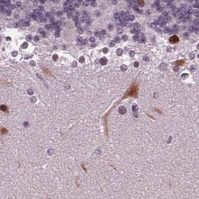Immunohistochemistry-Paraffin: BHLHB5 Antibody [NBP2-39085] - Staining of human cerebellum.