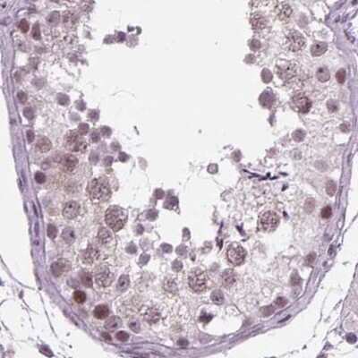 Immunohistochemistry-Paraffin: BHLHB5 Antibody [NBP2-39085] - Staining of human testis.