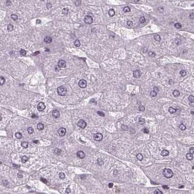 Immunohistochemistry-Paraffin: BHLHB5 Antibody [NBP2-39085] - Staining of human liver.