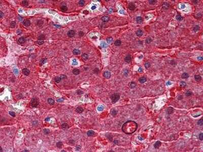 Immunohistochemistry-Paraffin: BHMT Antibody (8C11H5) [NBP1-51556] - Immunohistochemical analysis of paraffin-embedded human Liver tissues using BHMT mouse mAb