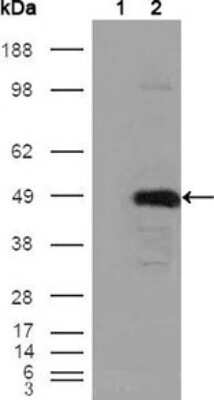 Western Blot: BHMT Antibody (8C11H5) [NBP1-51556] - Western blot analysis using BHMT mouse mAb against HEK293T cells transfected with the pCMV6-ENTRY control (1) and pCMV6-ENTRY BHMT cDNA (2).