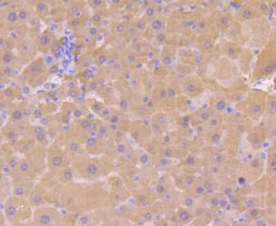 Immunohistochemistry-Paraffin: BHMT Antibody (9E1) [NBP2-75418] - Analysis of paraffin-embedded mouse liver tissue using anti-BHMT antibody. Counter stained with hematoxylin.