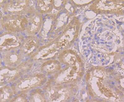Immunohistochemistry-Paraffin: BHMT Antibody (9E1) [NBP2-75418] - Analysis of paraffin-embedded rat kidney tissue using anti-BHMT antibody. Counter stained with hematoxylin.