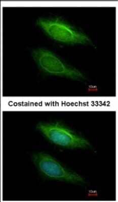 Immunocytochemistry/Immunofluorescence: BHMT2 Antibody [NBP2-15585] - Immunofluorescence analysis of methanol-fixed HeLa, using antibody at 1:200 dilution.