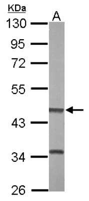 Western Blot: BHMT2 Antibody [NBP2-15585] - Sample (20 ug of whole cell lysate) A: mouse liver 10% SDS PAGE gel, diluted at 1:20000.