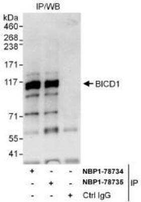 Immunoprecipitation: BICD1 Antibody [NBP1-78734] - Whole cell lysate (1 mg for IP, 20% of IP loaded) from Jurkat cells.   Affinity purified rabbit anti-BICD1 antibody  used for IP at 6 mcg/mg lysate.  BICD1 was also immunoprecipitated by rabbit anti-BICD1 antibody NBP1-78735, which recognizes a downstream epitope.