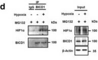 Western Blot BICD1 Antibody - BSA Free